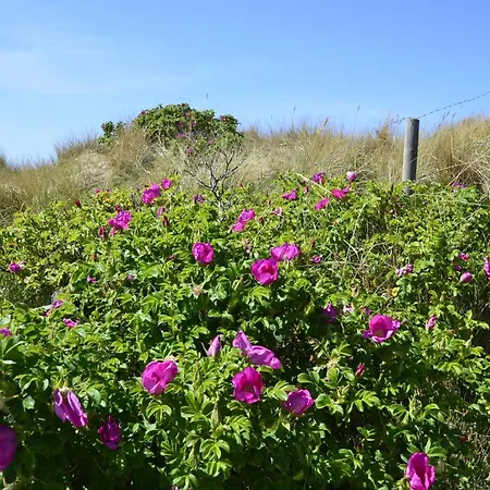 Haus Oose, App 8 Apartamento *