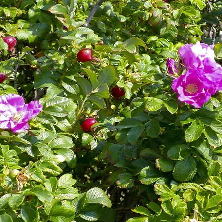 Haus Oose, App 8 Apartamento